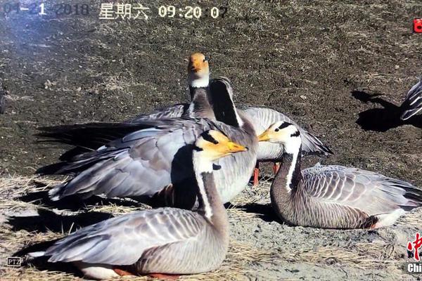 超级机器人大战30GXS系机体怎么样